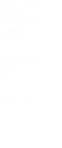 Tortora dal collare Collary dove Streptopelia turtur Columbiformes Columbidae Barchessa Ravagnan (Rovigo) Veneto Italia 29 aprile 2017