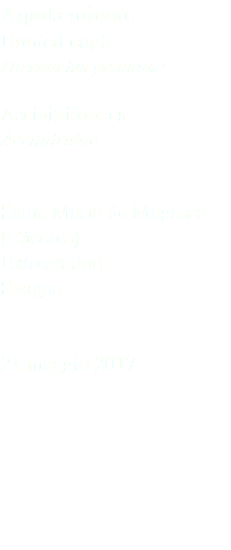 Aquila minore Booted eagle Hieraaetus pennatus Accipitriformes Accipitridae Santa Marta de Magasca (Cáceres) Extremadura Spagna 21 maggio 2017