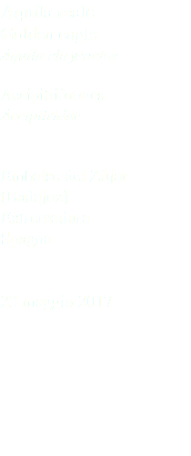 Aquila reale Golden eagle Aquila chrysaetos Accipitriformes Accipitridae Embalse del Züjar (Badajoz) Extremadura Spagna 23 maggio 2017