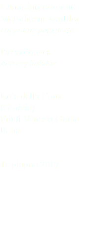 Canapino comune Melodiosus warbler Hippolais polyglotta Passeriformes Acrocephalidae Isola della Cona (Gorizia) Friuli Venezia Giulia Italia 11 giugno 2017