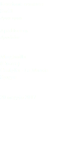 Rondone comune Swift Apus apus Apodiformes Apodidae Minglanilla (Cuerca) Castiglia - La Mancia Spagna 20 maggio 2017