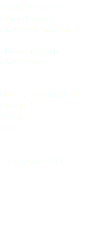 Corriere grosso Ringed plover Charadrius hiaticula Charadriiformes Charadriidae Sacca degli Scardovari (Rovigo) Veneto Italia 2 settembre 2017