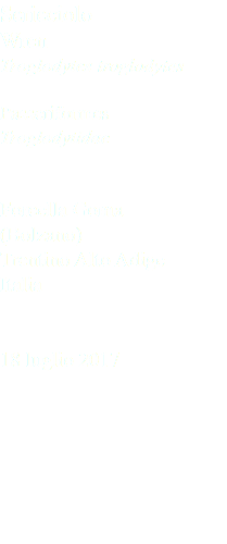 Scricciolo Wren Troglodytes troglodytes Passeriformes Troglodytidae Forcella Goma (Bolzano) Trentino Alto Adige Italia 18 luglio 2017