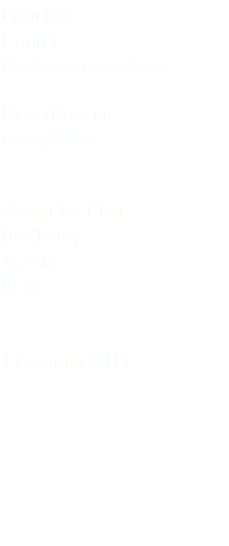 Fanello Linnet Carduelis cannabina Passeriformes Fringillidae Malga Ra Stua (Belluno) Veneto Italia 17 giugno 2017