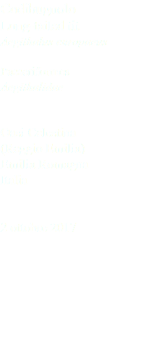 Codibugnolo Long-tailed tit Aegithalus europaeus Passeriformes Aegithalidae Oasi Celestina (Reggio Emilia) Emilia Romagna Italia 2 ottobre 2017