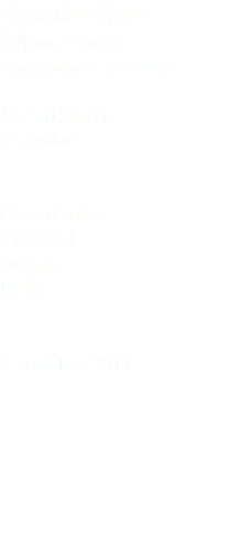 Gracchio alpino Alpine chough Pyrrhocorax graculus Passeriformes Corvidae San Giorgio (Verona) Veneto Italia 25 ottobre 2017
