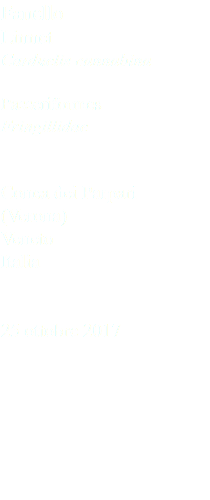 Fanello Linnet Carduelis cannabina Passeriformes Fringillidae Conca dei Parpari (Verona) Veneto Italia 25 ottobre 2017