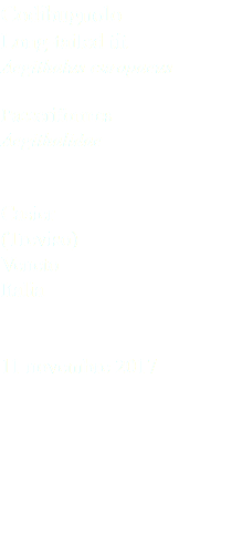 Codibugnolo Long-tailed tit Aegithalus europaeus Passeriformes Aegithalidae Casier (Treviso) Veneto Italia 11 novembre 2017