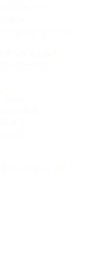 Pettirosso Robin Erithacus rubecola Passeriformes Muscicapidae Casier (Treviso) Veneto Italia 11 novembre 2017
