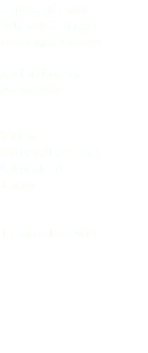 Aquila di mare White-tailed eagle Haliaeetus albicilla Accipitriformes Accipitridae Tadten (Neusiedl am See) Burgenland Austria 13 dicembre 2017