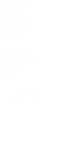 Colombella Stock dove Columba oenas Columbiformes Columbidae Fuchslochlacke (Neusiedl am See) Burgenland Austria 13 dicembre 2017
