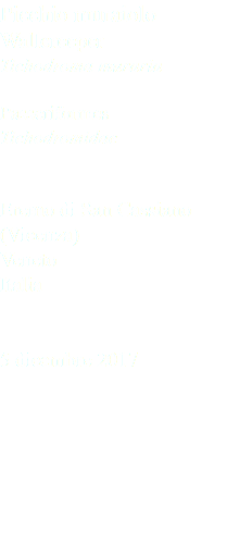Picchio muraiolo Wallcreeper Tichodroma muraria Passeriformes Tichodromidae Eremo di San Cassiano (Vicenza) Veneto Italia 5 dicembre 2017