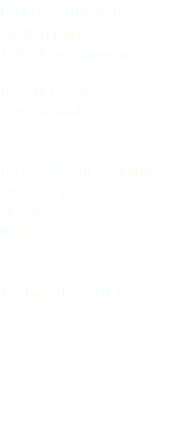 Picchio muraiolo Wallcreeper Tichodroma muraria Passeriformes Tichodromidae Eremo di San Cassiano (Vicenza) Veneto Italia 17 dicembre 2017