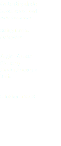 Gufo di palude Short-eared owl Asio flammeus Stringiformes Stringidae Argine Agosta (Ferrara) Emilia Romagna Italia 8 febbraio 2018