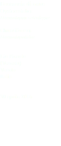 Beccaccia di mare Oystercatcher Haematopus ostralegus Charadiformes Haematopotidae Lio Piccolo (Venezia) Veneto Italia 30 aprile 2016