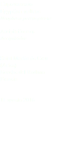 Capovaccaio Egyptian vulture Neophron percnopterus Accipitriformes Accipitridae Saint Martin de Crau (Arles) Bocche del Rodano Francia 11 agosto 2016