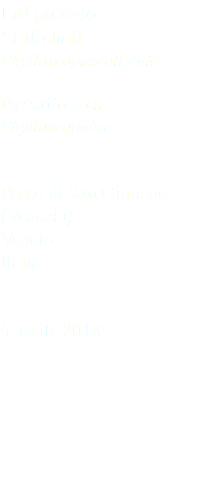 Luì piccolo Chiffchaff Phylloscopuscollybita Passeriformes Phylloscopidae Parco di San Giuliano (Venezia) Veneto Italia 5 aprile 2018