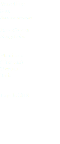 Verzellino Serin Serinus serinus Passeriformes Fringillidae Marsiliana (Grosseto) Toscana Italia 1 aprile 2018