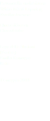 Pavoncella codabianca White-tailed Lapwing Vanellus leucurus Charadriiformes Charadriidae Lago delle Nazioni (Ferrara) Emilia Romagna Italia 12 maggio 2018