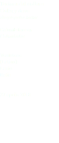 Tortora dal collare Collary dove Streptopelia turtur Columbiformes Columbidae Ventotene (Latina) Lazio Italia 27 aprile 2018