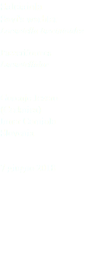 Salciaiola Savi's warbler Locustella luscinioides Passeriformes Lucustellidae Gorenje Jezero (Cerknica) Inner Carniola Slovenia 7 giugno 2018