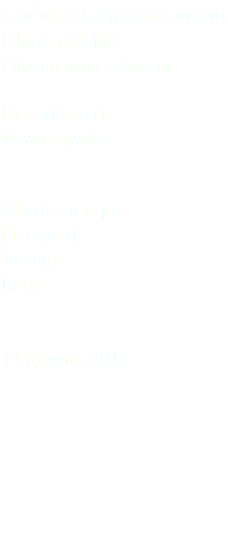 Codirosso spazzacamino Black redstart Phoenicurus ochruros Passeriformes Muscicapidae Monte Grappa (Treviso) Veneto Italia 14 giugno 2018