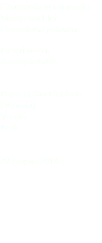 Cannaiola verdognola Marsh warbler Crocephalus palustris Passeriformes Acrocephalidae Parco di San Giuliano (Venezia) Veneto Italia 29 giugno 2018