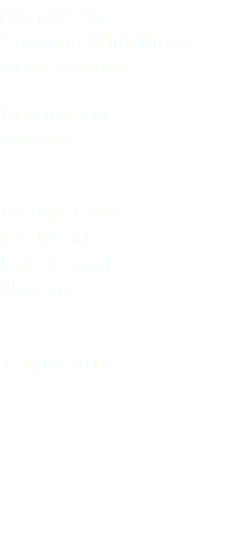 Sterpazzola Common Whitethroat Sylvia communis Passeriformes Sylviidae Dolenje Jezero (Cerknica) Inner Carniola Slovenia 3 luglio 2018