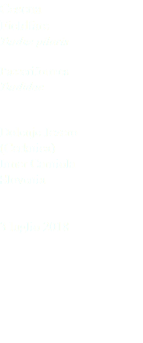 Cesena Fieldfare Turdus pilaris Passeriformes Turdidae Dolenje Jezero (Cerknica) Inner Carniola Slovenia 3 luglio 2018