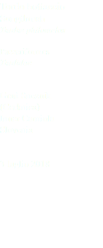 Tordo bottaccio Songthrush Turdus philomelos Passeriformes Turdidae Grad Sneznik (Cerknica) Inner Carniola Slovenia 3 luglio 2018