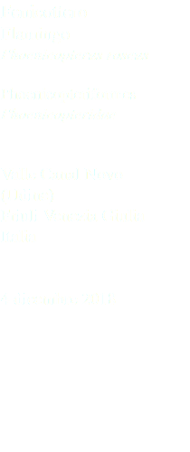 Fenicottero Flamingo Phoenicopterus roseus Phoenicopteriformes Phoenicopteridae Valle Canal Novo (Udine) Friuli Venezia Giulia Italia 4 dicembre 2018