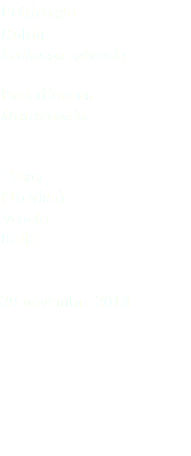 Pettirosso Robin Erithacus rubecola Passeriformes Muscicapidae Casier (Treviso) Veneto Italia 29 novembre 2018