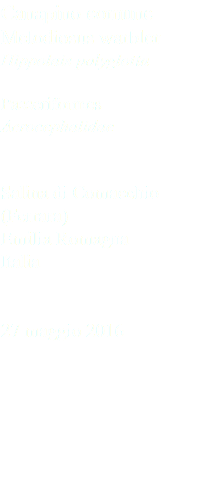 Canapino comune Melodiosus warbler Hippolais polyglotta Passeriformes Acrocephalidae Salina di Comacchio (Ferrara) Emilia Romagna Italia 27 maggio 2016