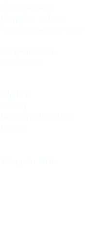 Capovaccaio Egyptian vulture Neophron percnopterus Accipitriformes Accipitridae Alpilles (Arles) Bocche del Rodano Francia 13 agosto 2016