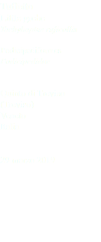 Tuffetto Little grebe Tachybaptus ruficollis Podicipediformes Podicipedidae Quinto di Treviso (Treviso) Veneto Italia 29 marzo 2019