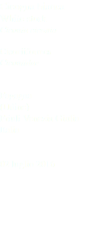 Cicogna bianca White stork Ciconia ciconia Ciconiiformes Ciconiidae Fagagna (Udine) Friuli Venezia Giulia Italia 02 luglio 2016