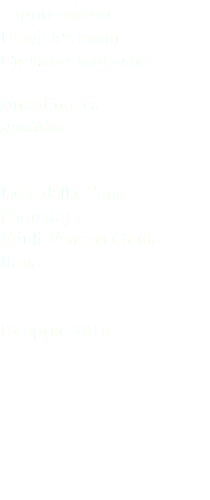 Cigno minore Bewick's swan Cygnus columbianus Anseriformes Anatidae Isola della Cona (Gorizia) Friuli Venezia Giulia Italia 02 aprile 2016