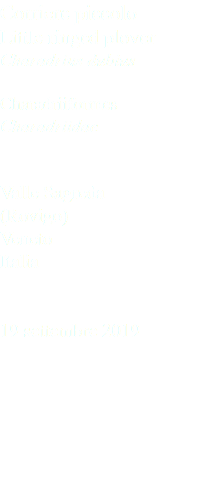Corriere piccolo Little ringed plover Charadrius dubius Charadriiformes Charadriidae Valle Sagreda (Rovigo) Veneto Italia 19 settembre 2019