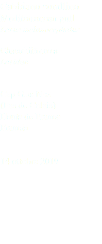 Gabbiano corallino Mediterranean gull Larus melanocephalus Charadriiformes Laridae Cap Gris Nez (Pas de Calais) Hauts de France Francia 14 ottobre 2019