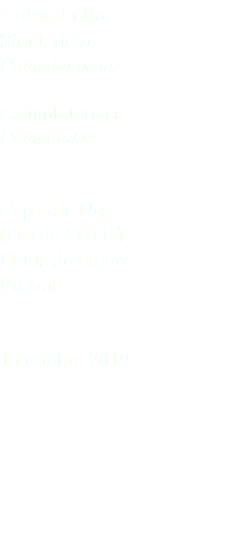 Colombella Stock dove Columba oenas Columbiformes Columbidae Cap Gris Nez (Pas de Calais) Hauts de France Francia 15 ottobre 2019
