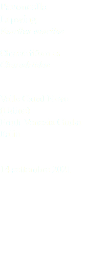 Pavoncella Lapwing Vanellus vanellus Charadriiformes Charadriidae Valle Canal Novo (Udine) Friuli Venezia Giulia Italia 14 settembre 2021