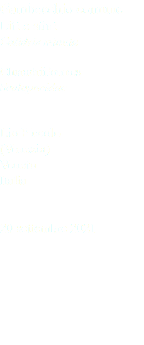 Gambecchio comune Little stint Calidris minuta Charadriiformes Scolopacidae Lio Piccolo (Venezia) Veneto Italia 20 settembre 2021