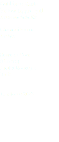 Gabbiano Reale Yellow-legged gull Larus michahellis Charadriiformes Laridae Sacca di Goro (Ferrara) Emilia Romagna Italia 11 ottobre 2023