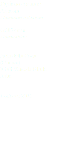 Fagiano comune Pheasant Phasianus colchicus Galliformes Phasianidae Isola della Cona (Gorizia) Friuli Venezia Giulia Italia 1 ottobre 2021
