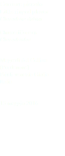 Corriere piccolo Little ringed plover Charadrius dubius Charadriiformes Charadriidae Magredi del Cellina (Pordenone) Friuli venezia Giulia Italia 15 maggio 2016