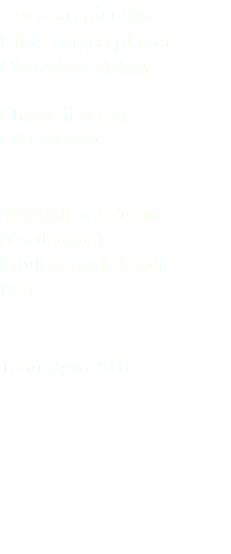Corriere piccolo Little ringed plover Charadrius dubius Charadriiformes Charadriidae Magredi del Cellna (Pordenone) Friuli venezia Giulia Italia 15 maggio 2016