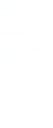 Culbianco Wheatear Oenanthe oenanthe Passeriformes Muscicapidae Saint Martin de Crau (Arles) Bocche del Rodano Francia 11 agosto 2016