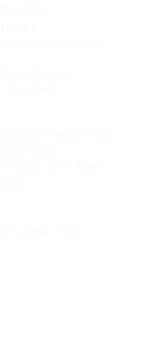 Fanello Linnet Carduelis cannabina Passeriformes Fringillidae Rifugio Fodara Vedla (Bolzano) Trentino Alto Adige Italia 28 giugno 2015