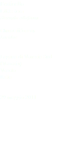 Fraticello Little tern Sternula albifrons Charadriiformes Laridae Laguna di Venezia Sud (Venezia) Veneto Italia 29 maggio 2011