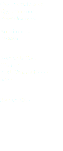 Oca facciabianca Egyptian goose Branta leucopsis Anseriformes Anatidae Isola della Cona (Gorizia) Friuli Venezia Giulia Italia 2 aprile 2016